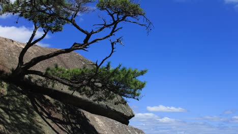 Gyeongsan,-KOREA,-Ten-thousands-of-years-pine-tree-on-the-rock