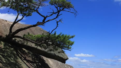 Gyeongsan,-KOREA,-Kiefer-zehntausend-Jahren-Baum-auf-dem-Felsen