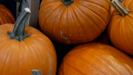 Vegetable-Market---lots-of-various-pumpkins.