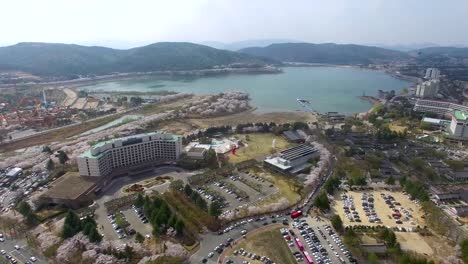 Cherry-Blossom-Frühjahr-Bomun-Lake,-Gyeongju,-Südkorea,-Asien