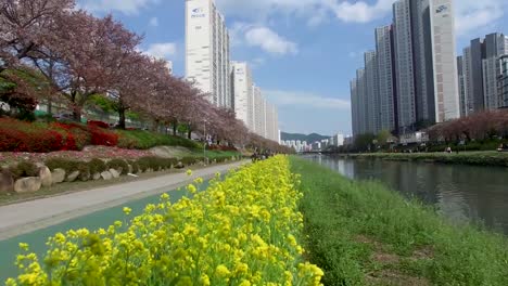 Raps-Blüte-in-Oncheoncheon,-Busan,-Südkorea,-Asien