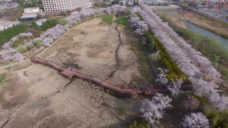 Cherry-Blossom-primavera-del-parque-Bomun,-Gyeongju,-Corea-del-sur,-Asia