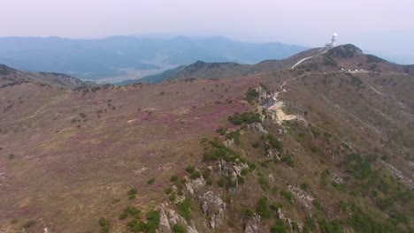 Jindallae-Azalea-Blossom-Blooming-in-Biseul-Mountain,-Daegu,-South-Korea,-Asia-when-Apr-26-2018Jindallae-Azalea-Blossom-Blooming-in-Biseul-Mountain,-Daegu,-South-Korea,-Asia