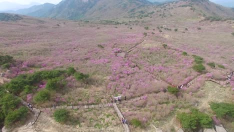 Jindallae-Azalea-Blossom-im-Biseul-Berg,-Daegu,-Südkorea,-Asien-bei-Apr-26-2018Jindallae-blühenden-Azaleen-blühen-blühen-im-Biseul-Berg,-Daegu,-Südkorea,-Asien