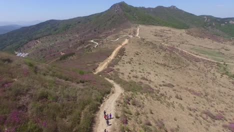 Cheoljjuk-real-Azalea-florece-en-la-montaña-de-Hwangmae,-Corea-del-sur,-Asia