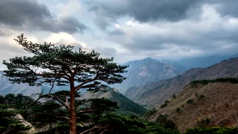 Timelapse-of-tree-and-cliff,-Seoraksan-National-Park,-South-Korea