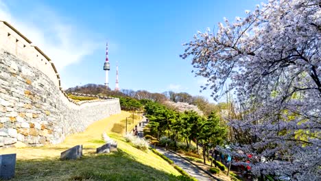 Flor-de-cerezo-de-la-primavera-en-Seúl,-Corea-del-sur