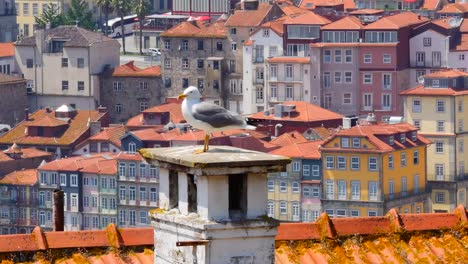 seagull-on-the-roof