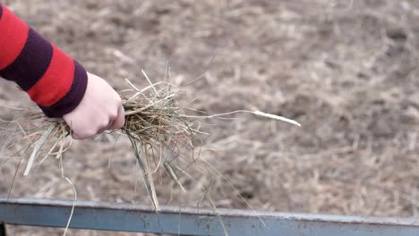 Horse-eating-hay-from-a-woman's-hand.