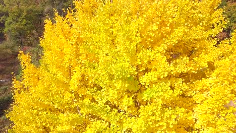 Aerial-view-Ginkgo-biloba-in-Autumn-of-South-Korea