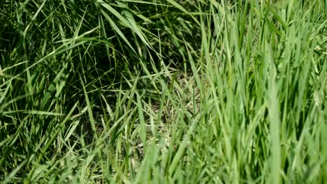 A-man-walks-along-the-thick-grass-in-khaki-boots-of-protective-color