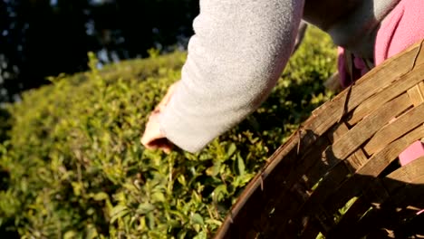 Experienced-man-following-technology-of-drying-tea-leaves-traditional-production