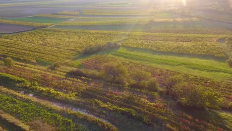 Aerial-drone-view-of-colorful-vineyards-fields