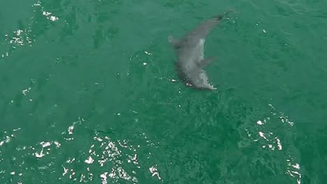 Delfines-de-Fort-Desoto-Park