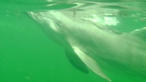 Fort-Desoto-Park-Dolphin-underwater
