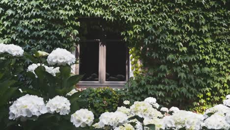 Fenster-Haus-umgeben-von-anhaftende-Rebe-und-hübsche-weiße-Blüten-unten