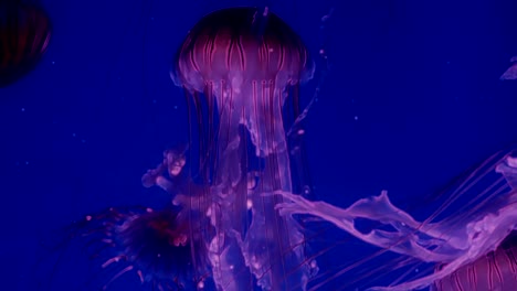 Medusas-que-brilla-intensamente-rojo-moviéndose-en-el-agua-azul-oscura.