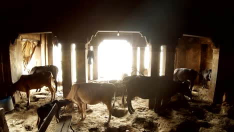 Vaca-cobertizo-vista-en-el-interior-con-muchas-vacas-y-culf-edificio-antiguo-cerca-de-Manilarnika-Ghat