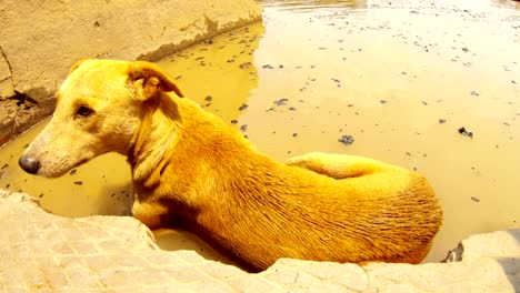 Perro-de-jengibre-en-las-escaleras-en-el-agua-con-brasas-negras-río-Ganges-en-cremación-Ghat