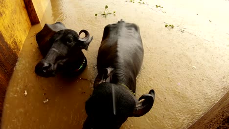 Buffalos-in-water-under-rain-close-up-in-river-Ganga-flooded-Manikarnika-burning-ghat-Varanasi-top-view