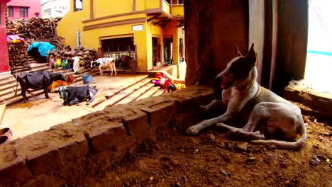 Hundemasis-im-alten-Gebäude-in-der-Nähe-von-Manikarnika-ghat-auf-dem-Hintergrund-Frauen-sitzen-auf-Treppen-mit-großen-Haufen-von-Holzkühen-auf-einer-Leine-schmutzige-Lappen-Schwünge-im-Wind