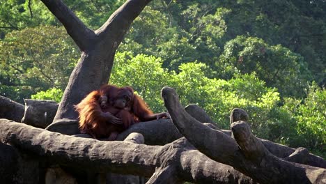 Movimiento-lento-de-orangután-de-madre-y-bebé-en-los-árboles-del-bosque