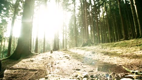 Mountain-Biker-Riding-On-Forest-Track-in-slow-motion