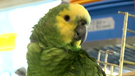 Green-Parrot-in-a-Bird-Shop-003