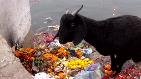 Schwarze-Ziege-auf-Ganges-coast-Essen-Zeremonie-Blumen,-Indien