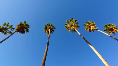 Palm-Trees-isingle-Double-Line
