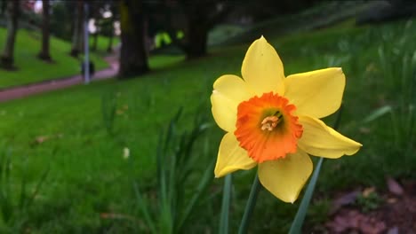 Yellow-Daffodil-Narcissus-flower-blossom-in-the-park