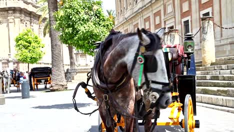 Seville-Horse-carriage