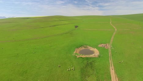 Aerial-of-Farm-with-Sheep-and-Dam-Below