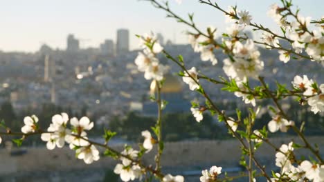 El-Monte-del-templo-en-la-ciudad-vieja-de-Jerusalén-con-flores-en-primer-plano