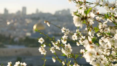 El-Monte-del-templo-en-la-ciudad-vieja-de-Jerusalén-con-flores-en-primer-plano