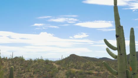 Tilt-to-Reveal-Saguaro-Cactus-in-the-Sonoran-Desert