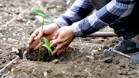 Mano-del-hombre-planta-un-árbol.-Medio-natural-de-conservación