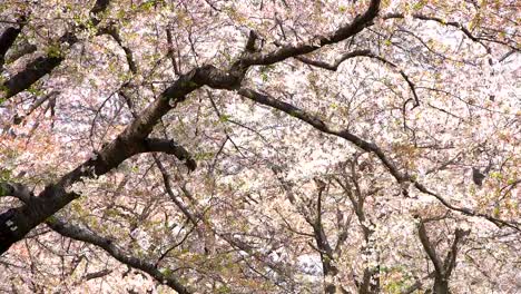 Beautiful-Sakura,-cherry-blossoms,-spring