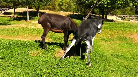 un-burro-haciendo-piss,-vídeo-de-alta-definición-de-burro,