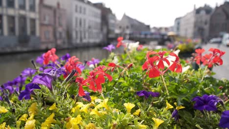 Schöne-Wildblumen-auf-dem-Hintergrund-von-Brügge