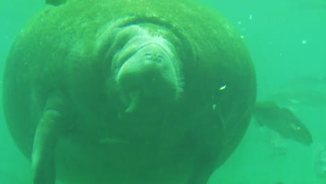 Manatee-eating-close-up