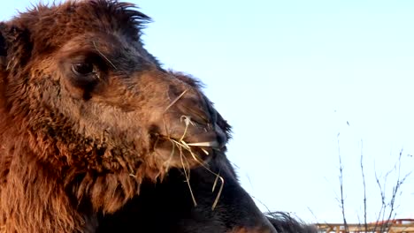 Camel-on-grass-close-up-summer-video