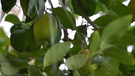 limón,-fruta,-izmir,-verde