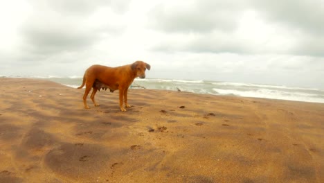 Female-ginger-dog-on-sand--Indian-ocean-background-cloudy-day