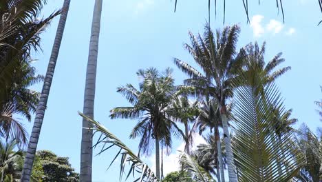 Bogota-Palmen-und-tropische-Pflanzen-mit-blauem-Himmel