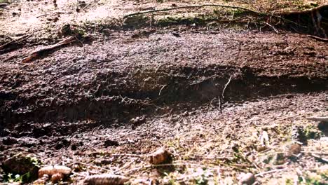 Close-up-of-mountain-bike-tyre-through-dirt-slow-motion