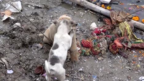 two-small-doggy-on-dirty-Varanasi-river-coast,-India