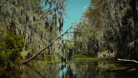 New-Orleans,-März-2014:-Ein-Baum-fell-auf-das-Wasser-in-der-Bayou