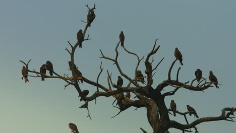 Ruht-auf-Aufnahme-von-flock-of-Adler-auf-Baum