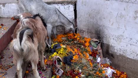 Goats-feeding-on-rubbish-by-Ganges-river-in-Varanasi,-India